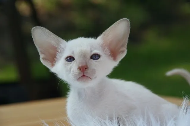 Oregon Rex Cat: Info, Pictures, Traits & Facts