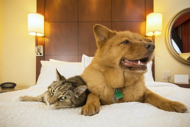 10 Pet-Friendly Hotels in San Diego in 2026