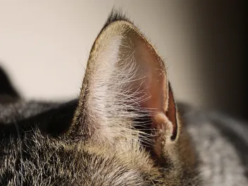 Is It True That All Cats Have Henry's Pocket? Vet-Verified Facts & FAQ