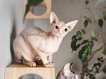 Sphynx Cat Breed: Info, Pictures, Temperament & More