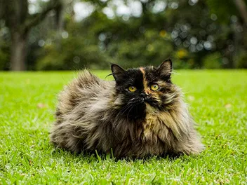 Tortoiseshell Persian Cat: Info, Pictures, Origins & History