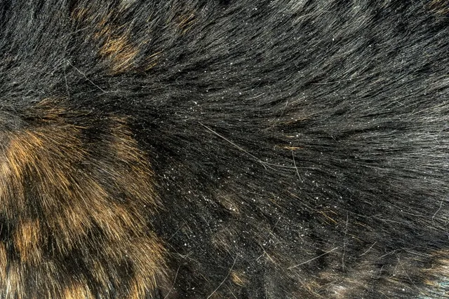 How to Get Rid of Cat Dandruff: 6 Vet-Approved Tips and Tricks