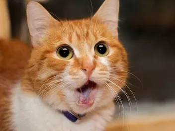 Is My Cat's Jaw Broken? Vet-Reviewed Signs to Be Aware