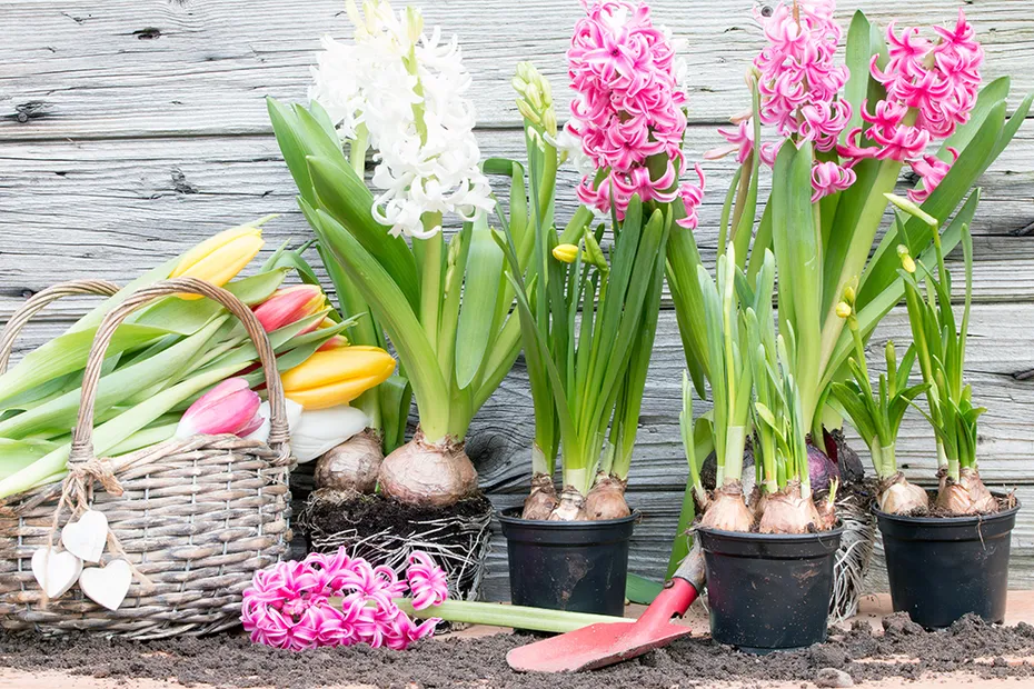 potted Blooming hyacinths