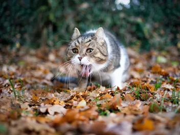 Why Is My Cat Throwing Up Brown Liquid? 3 Vet Explained Reasons