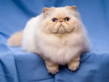 Brachycephalic Airway Syndrome in Cats: Signs, Causes, & Care (Vet Answer)