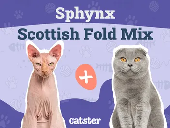 Skinderlop (Sphynx & Scottish Fold Mix): Info, Pictures, Temperament & Traits