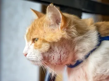 Will a Cat Abscess Heal on Its Own? Our Vet Explains Causes, Treatment & Prevention