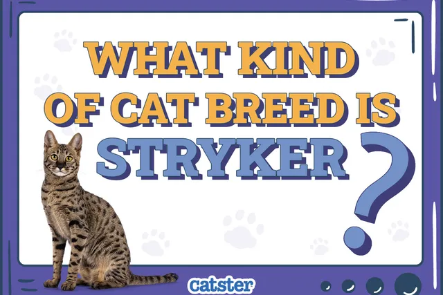 What Kind of Cat Breed Is Stryker? Feline Celebrity Facts