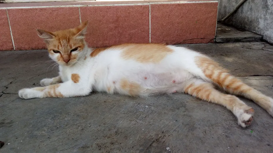 wild cat in the street orange pregnant nipples