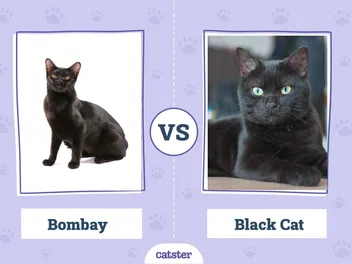 Bombay Cat vs Black Cat: The Differences (With Pictures)