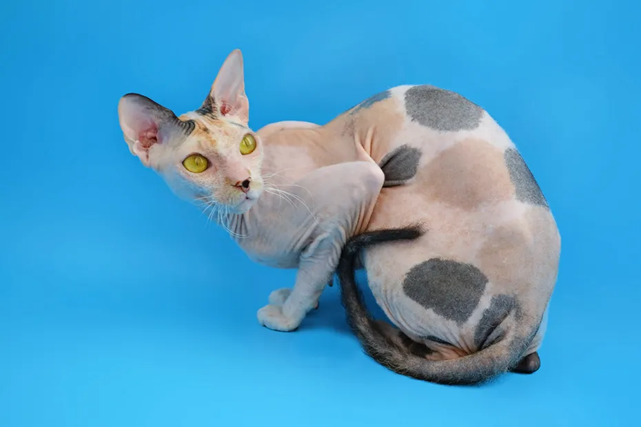 calico sphynx cat