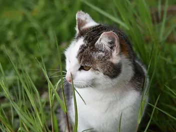 9 Best Cat Grass in 2026 - Reviews & Top Picks