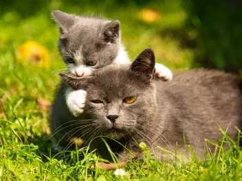 Why Do Mother Cats Attack Their Older Kittens? 4 Vet-Reviewed Reasons