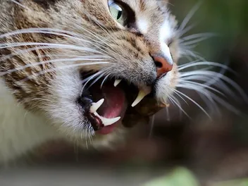 10 Vet-Reviewed Facts About Cats’ Teeth: Feline Anatomy Explained