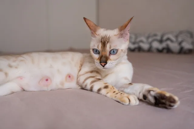 Mastitis in Cats: Our Vet Explains Signs, Causes & Treatment