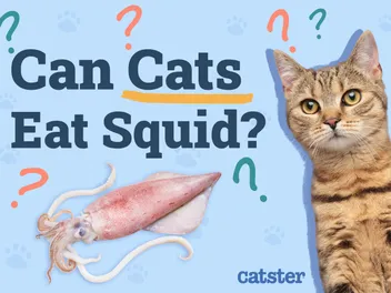 Can Cats Eat Squid? Vet-Approved Nutrition Facts, Risks & Feeding Info