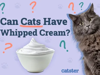 Can Cats Have Whipped Cream? Vet-Verified Facts & FAQ