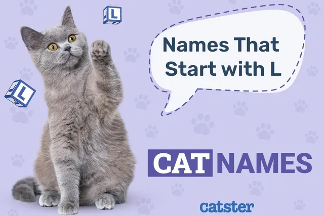 Most Popular Cat Names That Start With L for Your Lovely Pet