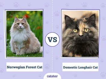 Norwegian Forest Cat vs Domestic Longhair Cat: Main Differences (With Pictures, Vet-Reviewed)