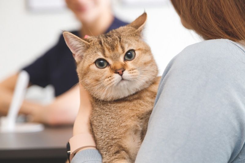 woman holding her cat in vet clinic