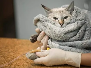 4 Vet-Reviewed Natural Home Remedies for Blood in Cat Stool