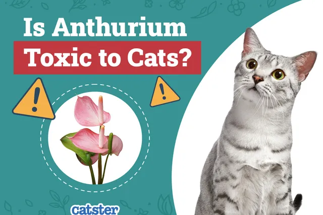 Is Anthurium Toxic to Cats? Vet Approved Facts & FAQ