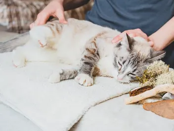 How to Give Your Cat a Massage: 11 Vet-Approved Tips & FAQ
