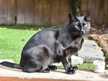 5 Strange Cat Superstitions That Aren’t True: Myths Debunked