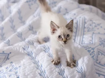 Why Does My Cat Knead Me? 4 Vet-Reviewed Reasons
