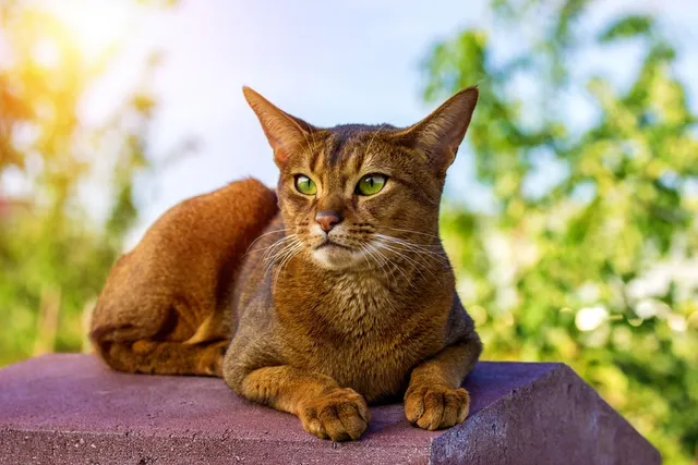 Abyssinian Cat Breed Info: Pictures, Traits & Facts