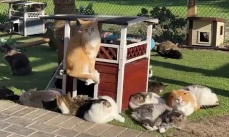 furball farm cat sanctuary 5