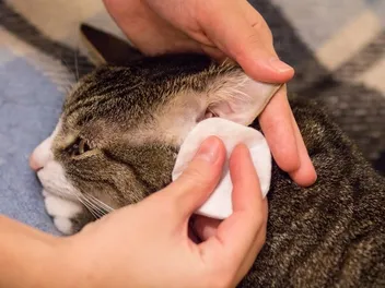 10 Best Ear Mite Treatment for Cats in 2026 - Reviews & Top Picks