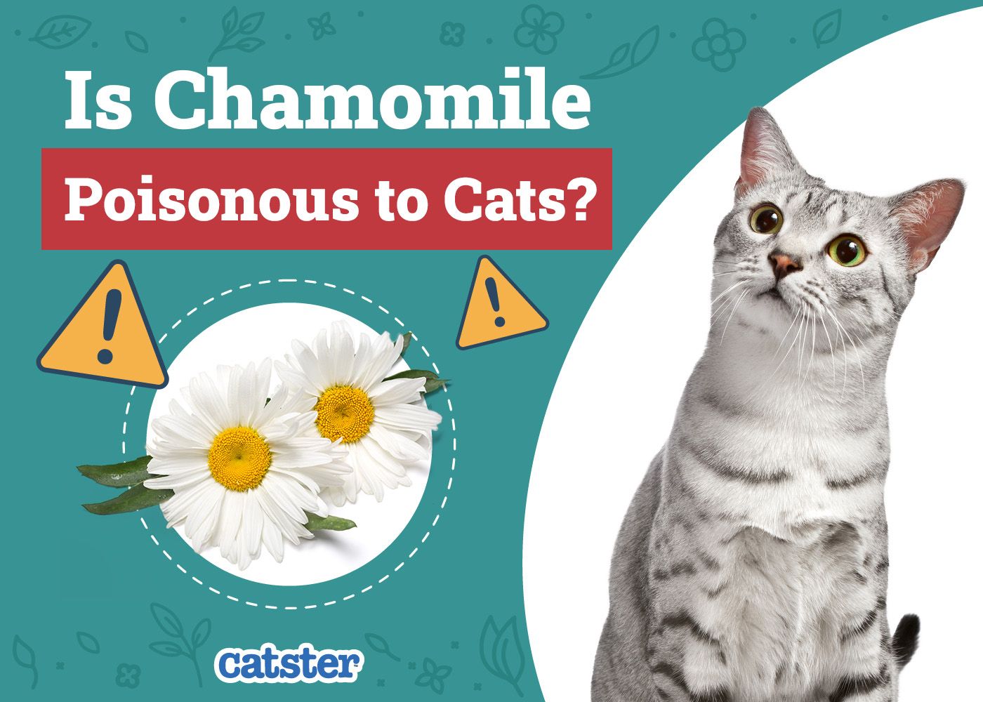 Catster_Is Chamomile Poisonous to Cats