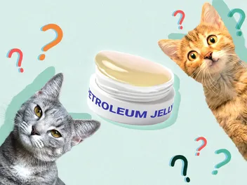 Vaseline for Cat Hairballs? What Vets Want You to Know First