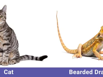 Will My Cat Eat My Bearded Dragon? Coexisting & Socialization Tips