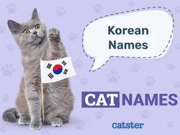 250 Korean Cat Names: Ideas for Trendy Felines (With Meanings)