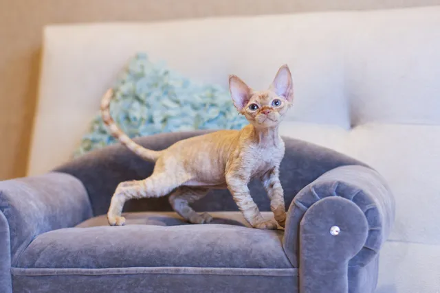 How to Pick Furniture That Cats Won’t Scratch: The Best Materials & Fabrics to Choose