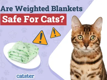 Are Weighted Blankets Safe for Cats? Vet-Approved Facts & FAQ