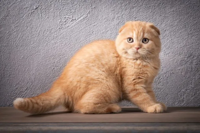 10 Cats With Folded or Curled Ears (With Info & Pictures)
