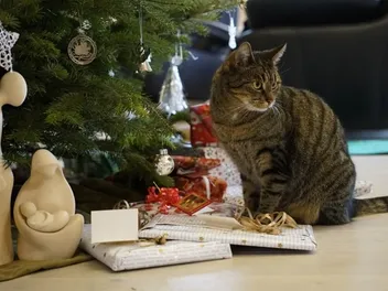 Why Do Cats Like Christmas Trees? 7 Vet-Reviewed Reasons