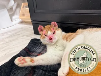 Rescue Cats Deserve Beautiful Endings