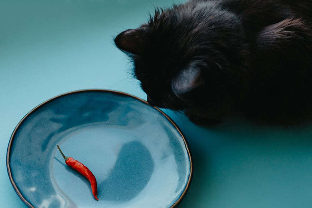Black cat staring at a chilli in a plate