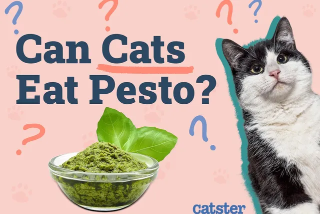 Can Cats Eat Pesto? Vet-Approved Risks & Safe Alternatives