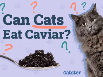 Can Cats Eat Caviar? Vet-Verified Benefits & Precautions