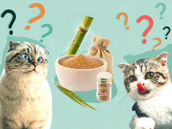 Can Cats Eat Sugar? Nutrition Facts & FAQ (Vet Answer)