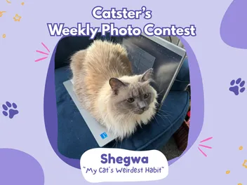 Catster’s Weekly Photo Contest Winners: My Cat’s Weirdest Habit (February 26, 2026)