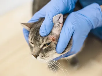 Skin Tags on Cats: Vet-Reviewed Causes, Care, & FAQ