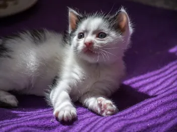 How to Approach a Scared Kitten: 6 Steps & Tips