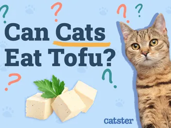 Can Cats Eat Tofu? Vet-Reviewed Facts & FAQ